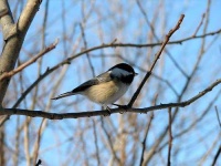 image of chickadee