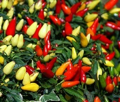 image of capsicum #19