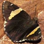 image of banded_butterfly #164