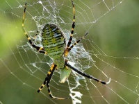 image of spider_web