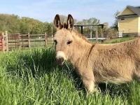 image of donkey #6