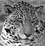 image of jaguar_car