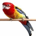 image of bird