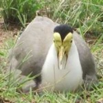 image of bird