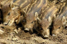 image of wild_boar