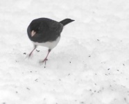 image of junco