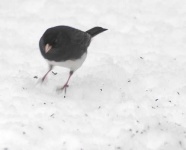 image of junco #8