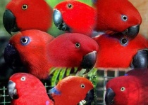 image of animal
