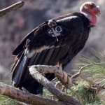 image of bird