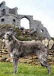 image of scottish_deerhound #21