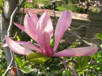 image of magnolia #19