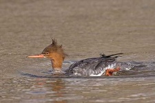 image of red_breasted_merganser