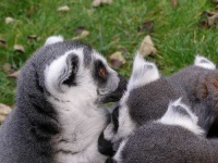 image of madagascar_cat