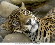 image of jaguar_car