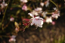image of flower