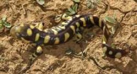 image of spotted_salamander