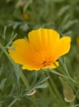 image of flower