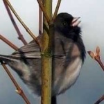 image of bird