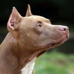 image of animal