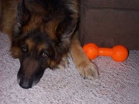 image of german_shepherd