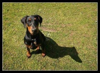 image of doberman