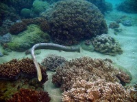 image of sea_snake