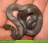 image of ringneck_snake #7