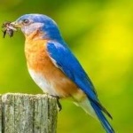 image of bird