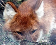 image of dhole