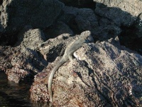 image of common_iguana
