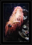 image of anemone_fish