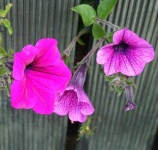 image of petunia #13