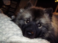 image of keeshond