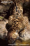 image of jaguar_car