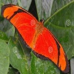 image of animal