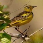 image of bird