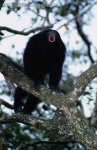 image of howler_monkey
