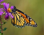 image of monarch