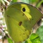 image of animal