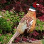 image of ring_necked_pheasant #0