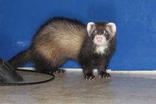 image of black_footed_ferret