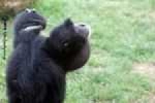 image of siamang