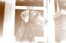 image of weimaraner