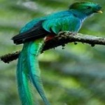image of bird