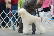 image of standard_poodle