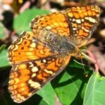 image of animal