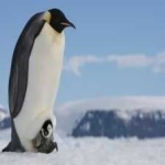 image of emperor_penguin #4