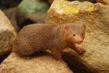 image of mongoose