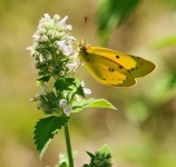 image of sulphur_butterfly #11