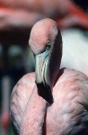 image of animal